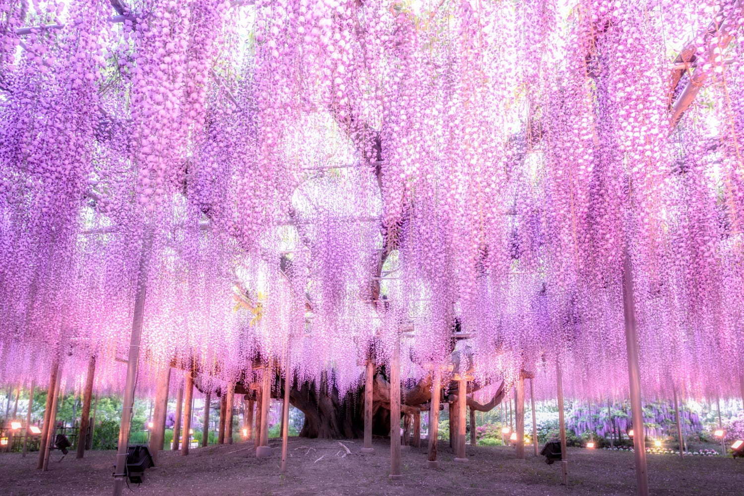 あしかがフラワーパーク「ふじのはな物語」