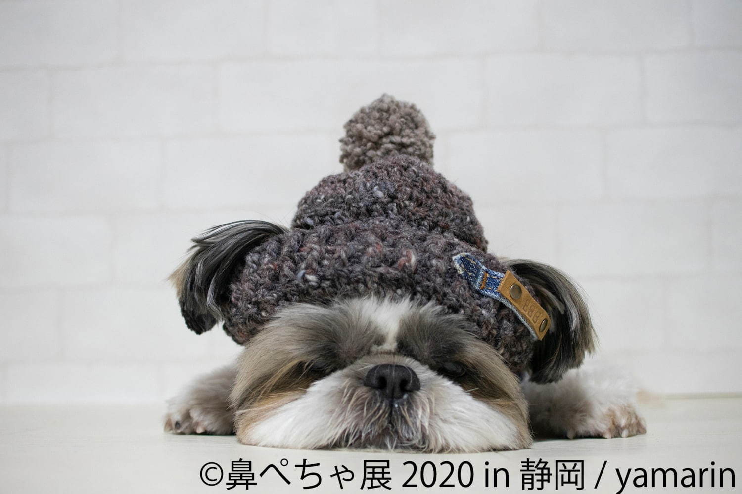 「鼻ぺちゃ展」静岡パルコで、ブルドッグやパグなど“鼻ぺちゃ犬”の写真＆グッズが集結｜写真5