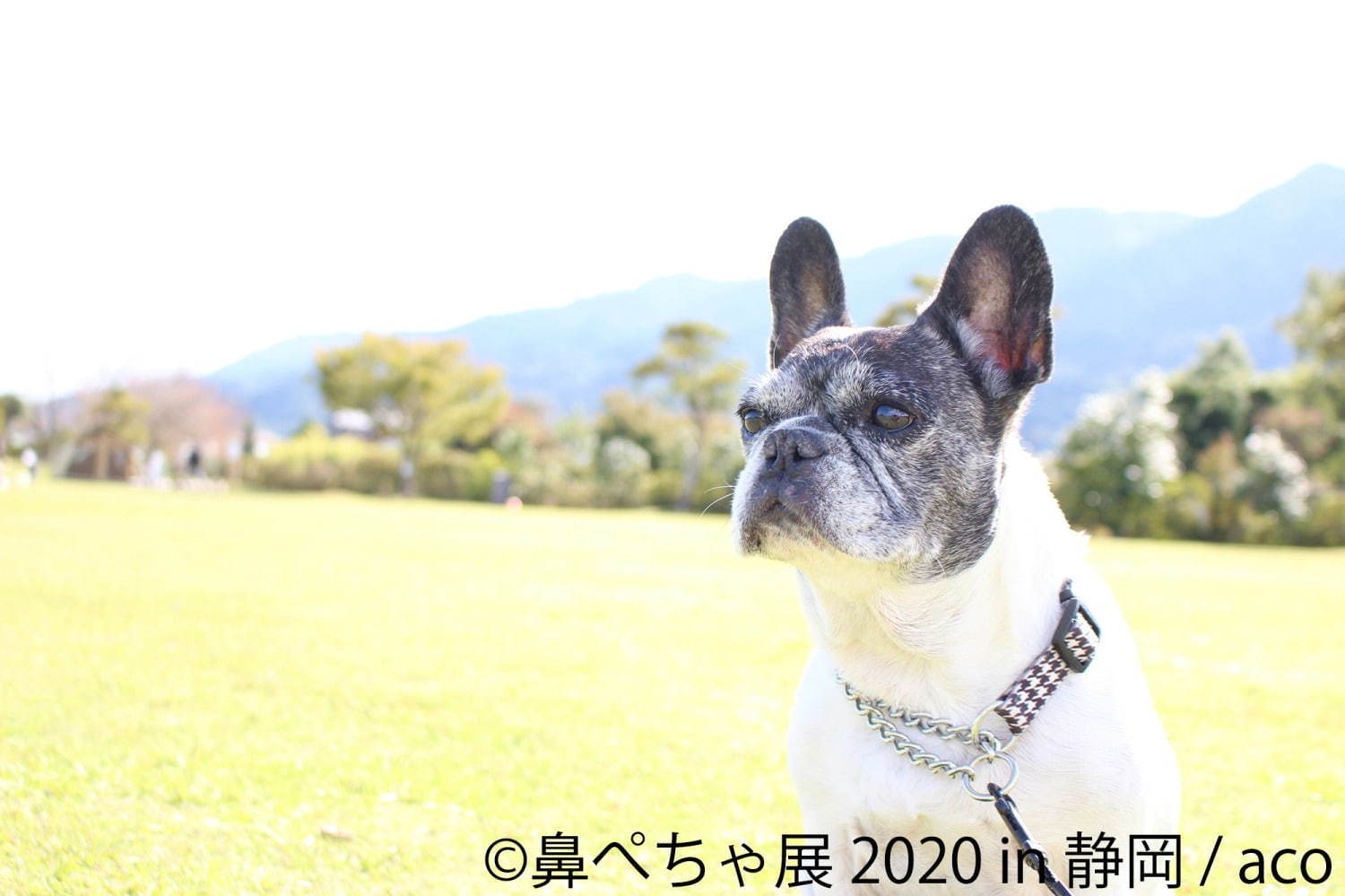 「鼻ぺちゃ展」静岡パルコで、ブルドッグやパグなど“鼻ぺちゃ犬”の写真＆グッズが集結｜写真10