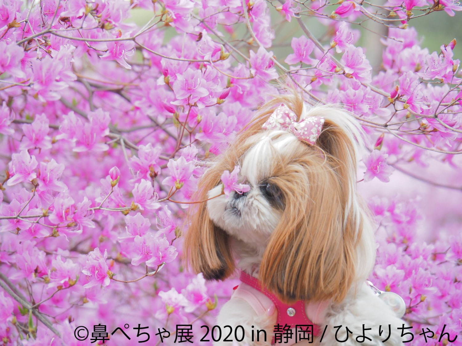「鼻ぺちゃ展」静岡パルコで、ブルドッグやパグなど“鼻ぺちゃ犬”の写真＆グッズが集結｜写真8