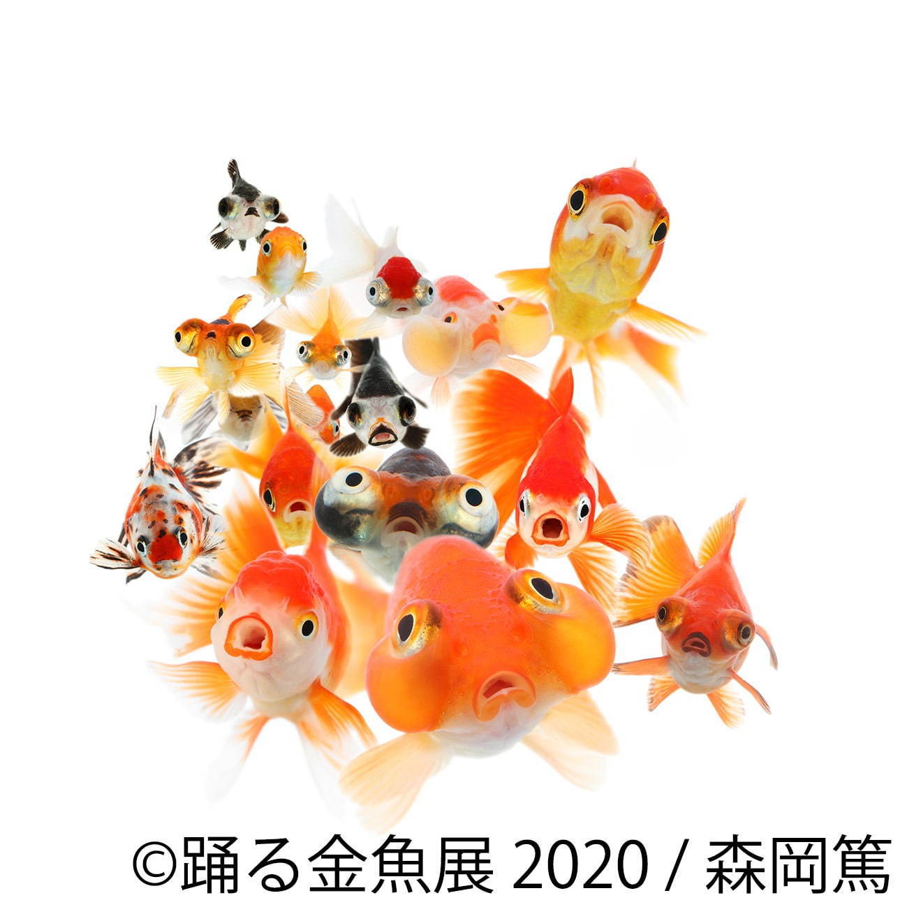 「踊る金魚展 2020」東京＆名古屋で、金魚が泳ぐ“一瞬の美しさ”を捉えた写真やグッズを展示販売｜写真9