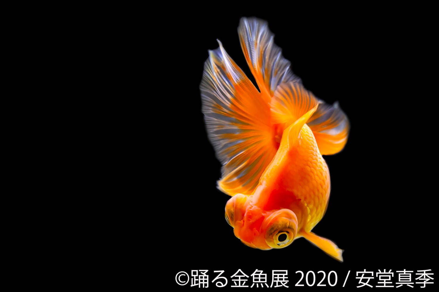 踊る金魚展 東京 名古屋で 金魚が泳ぐ 一瞬の美しさ を捉えた写真やグッズを展示販売 ファッションプレス