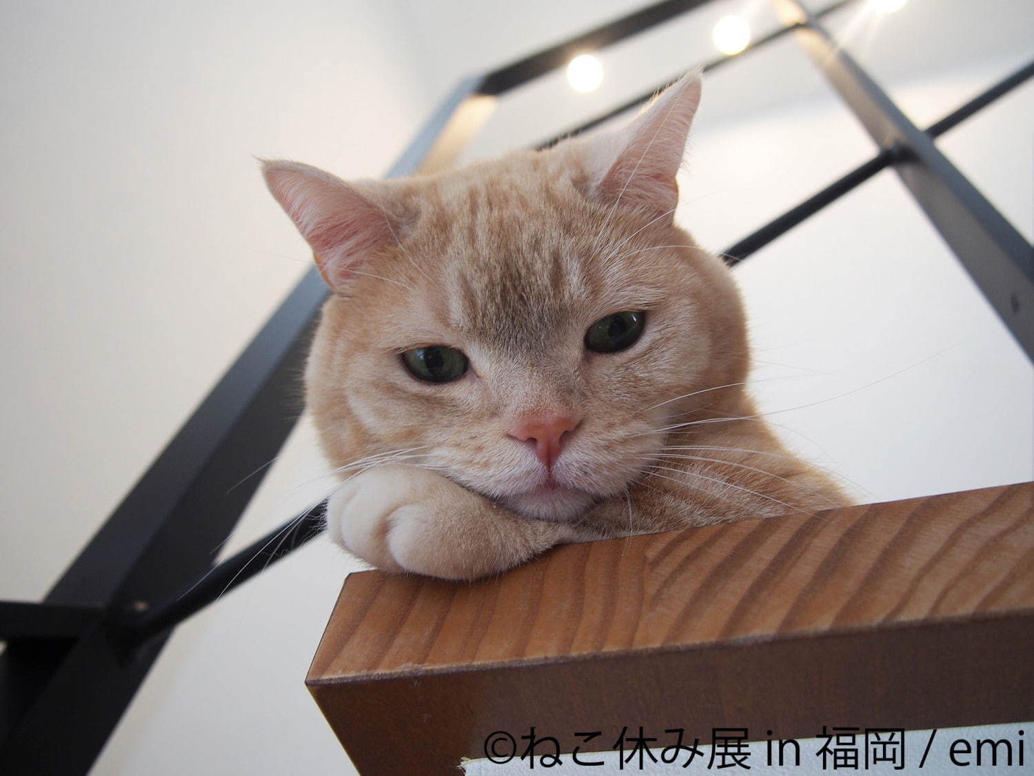 猫の合同写真＆物販展「ねこ休み展」4年ぶりに福岡で、人気作から最新作まで集結＆限定グッズも｜写真1