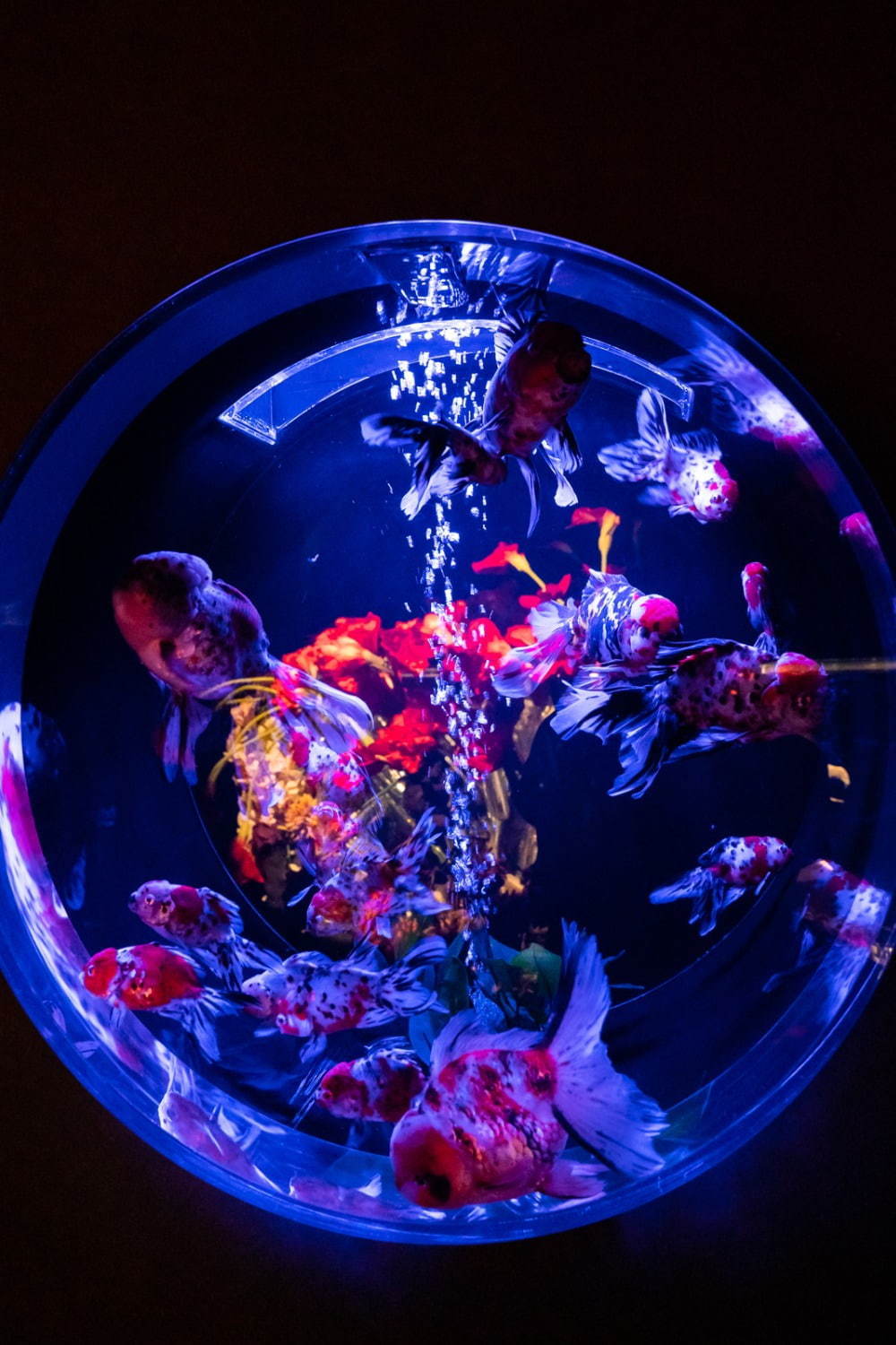 「アートアクアリウム美術館」東京・日本橋に誕生、過去最大30,000匹超の金魚が泳ぐアート空間｜写真11