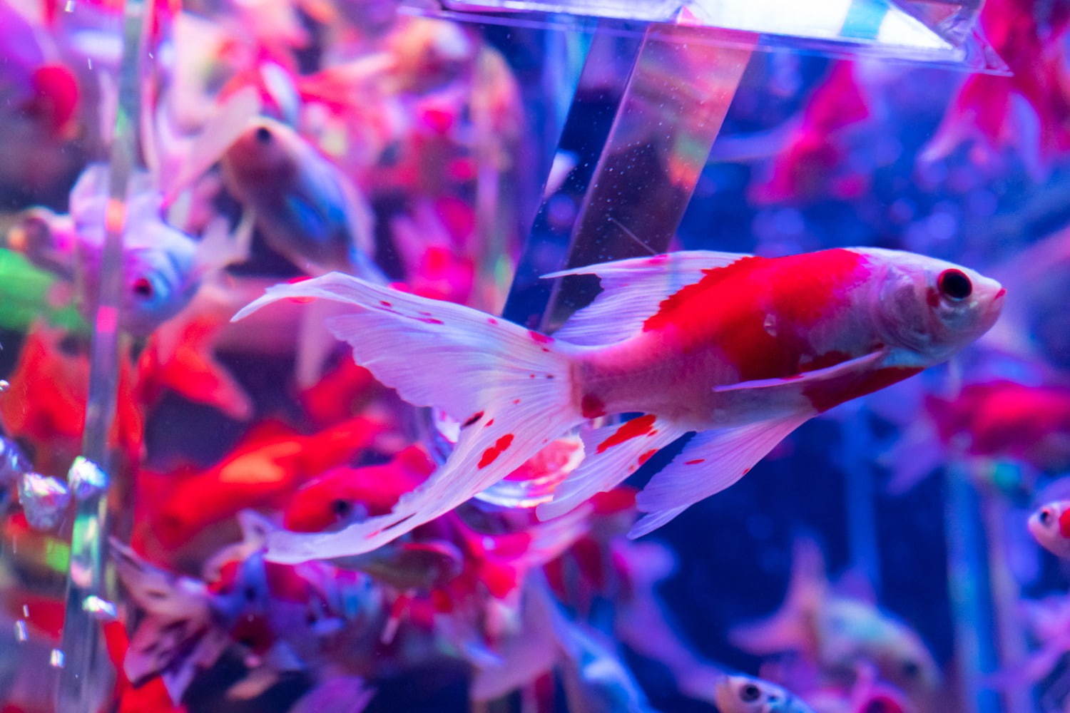 「アートアクアリウム美術館」東京・日本橋に誕生、過去最大30,000匹超の金魚が泳ぐアート空間｜写真7