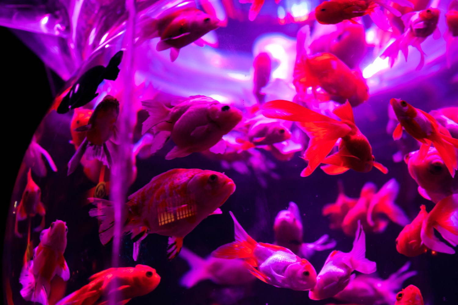 「アートアクアリウム美術館」東京・日本橋に誕生、過去最大30,000匹超の金魚が泳ぐアート空間｜写真29