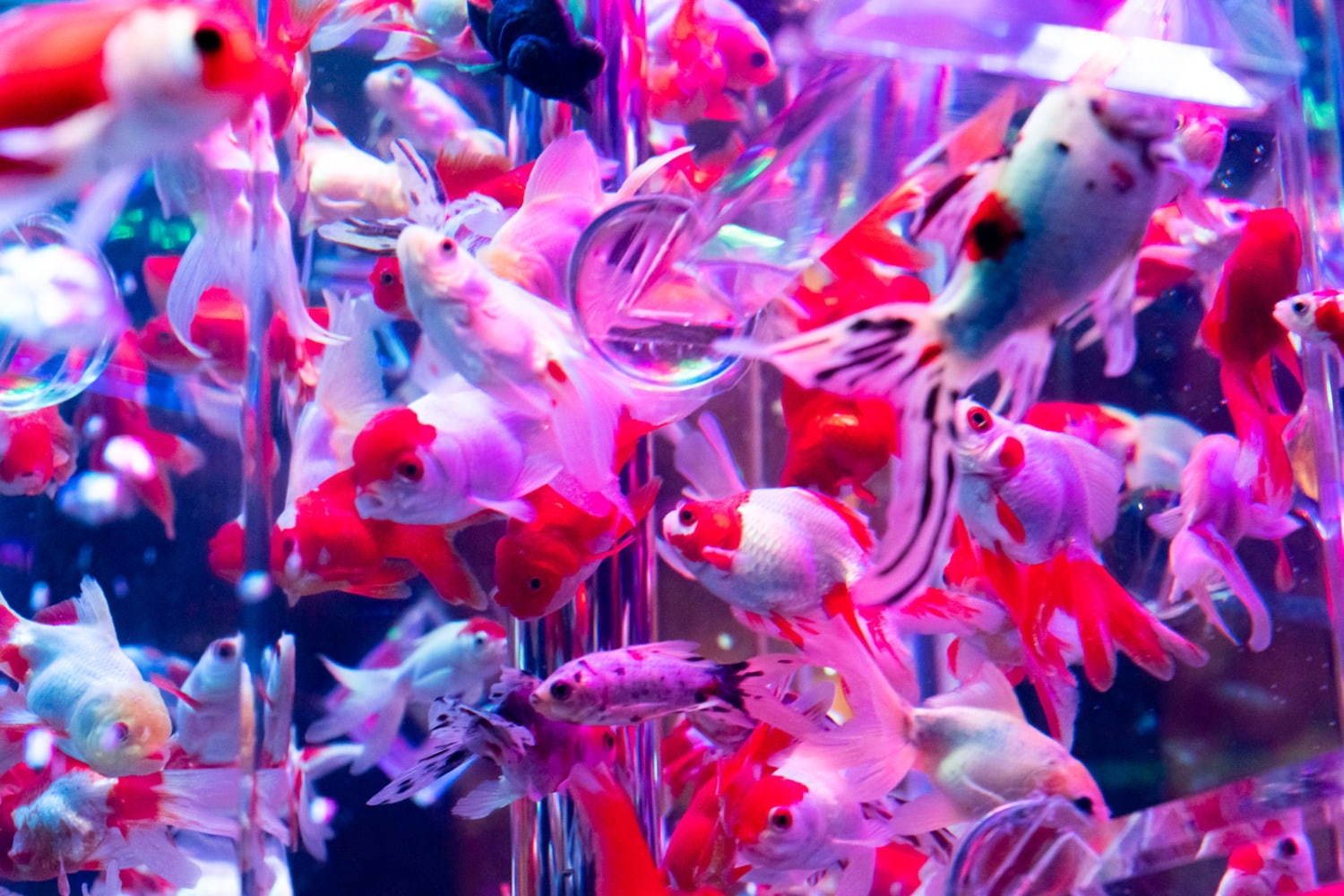 「アートアクアリウム美術館」東京・日本橋に誕生、過去最大30,000匹超の金魚が泳ぐアート空間｜写真6