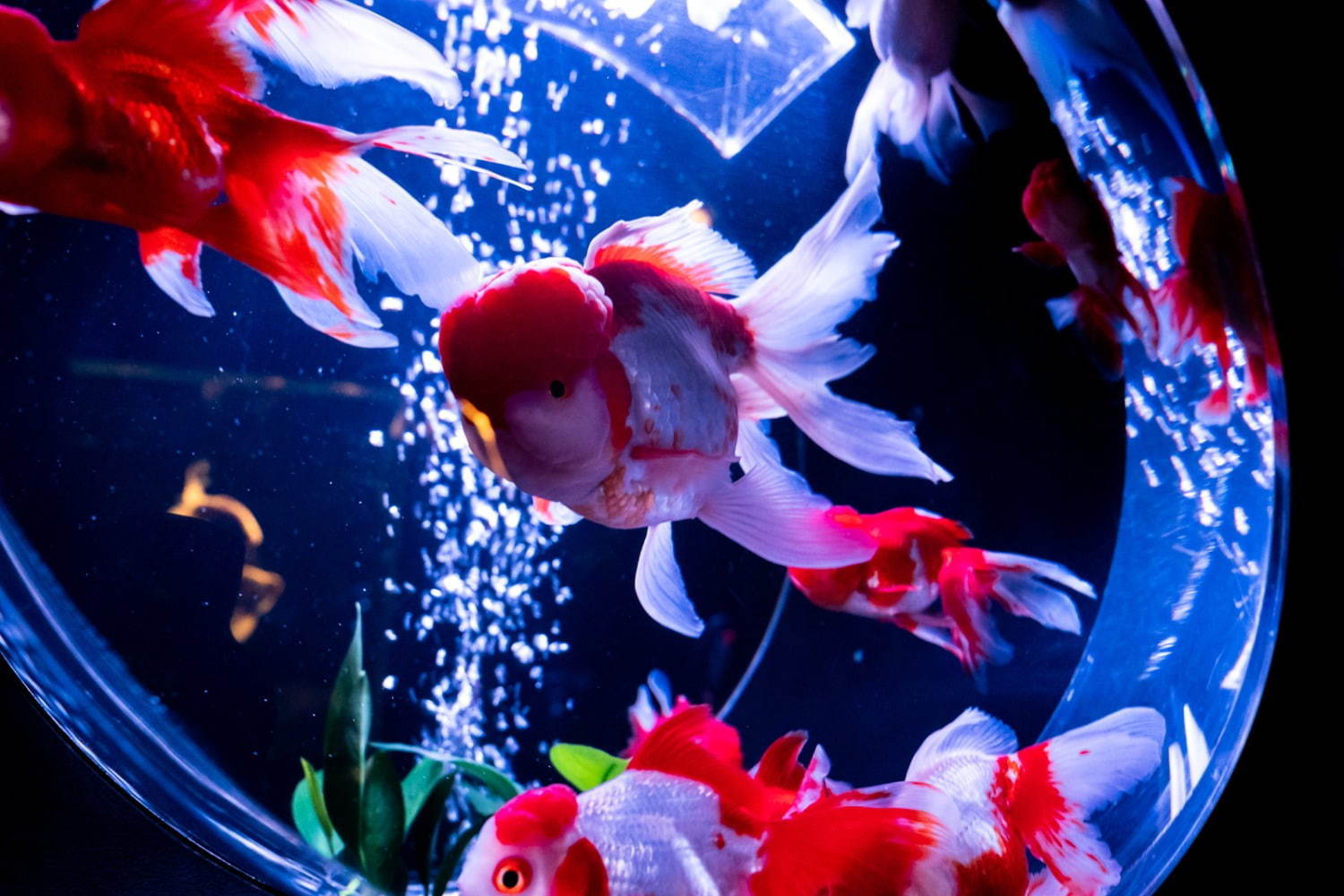 アートアクアリウム美術館 東京 日本橋に誕生 過去最大30 000匹超の金魚が泳ぐアート空間 ファッションプレス