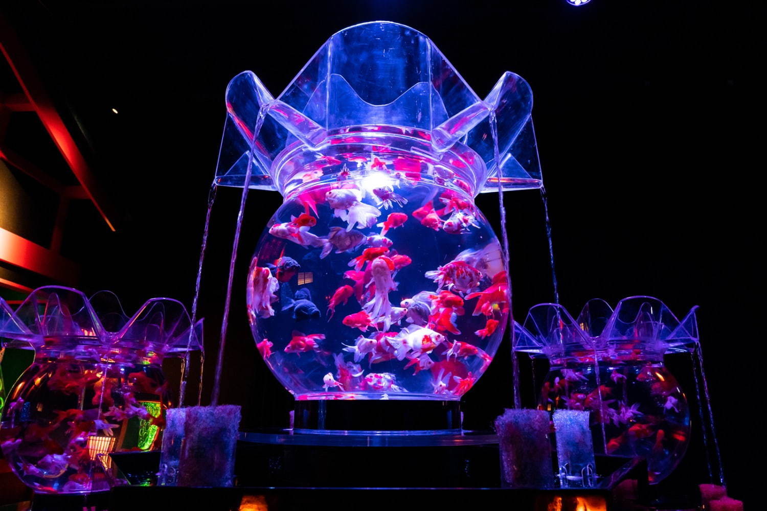 アートアクアリウム美術館 東京 日本橋に誕生 過去最大30 000匹超の金魚が泳ぐアート空間 ファッションプレス
