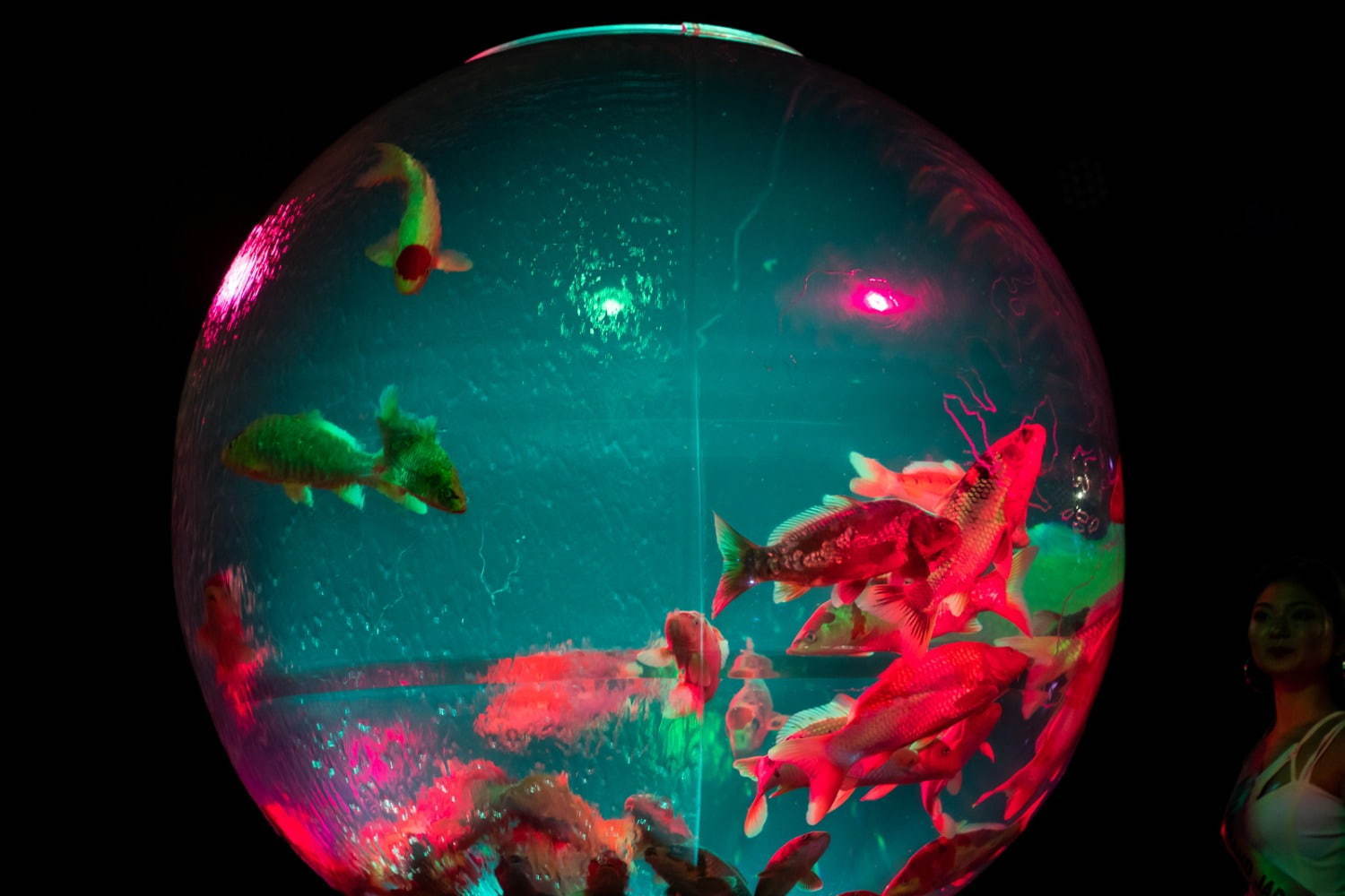 「アートアクアリウム美術館」東京・日本橋に誕生、過去最大30,000匹超の金魚が泳ぐアート空間｜写真48