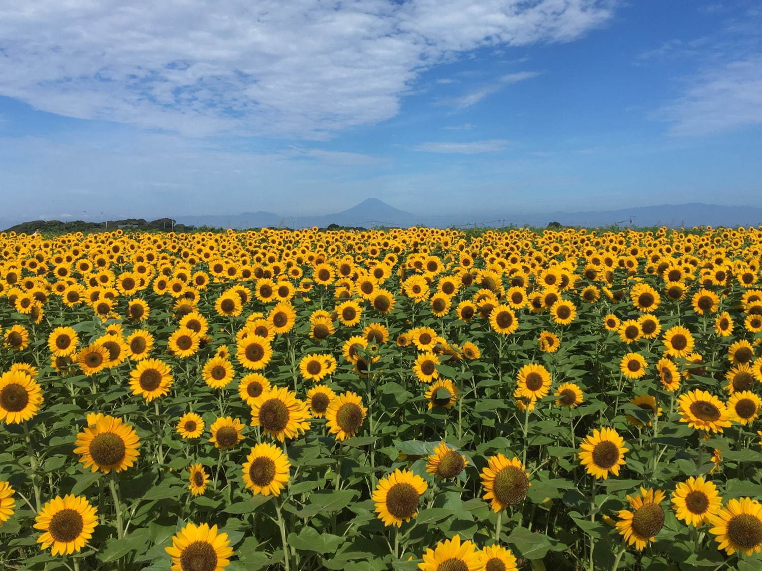 ヒマワリ約10万本が咲く花畑が横須賀・ソレイユの丘に、空と海に囲まれた絶景おでかけスポット｜写真1