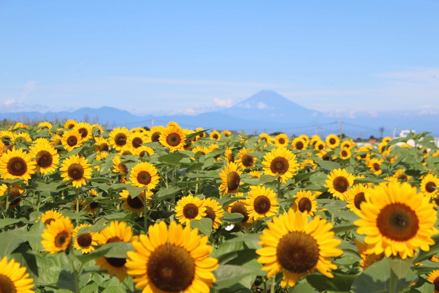 ヒマワリ約10万本が咲く花畑が横須賀・ソレイユの丘に、空と海に囲まれた絶景おでかけスポット｜写真3