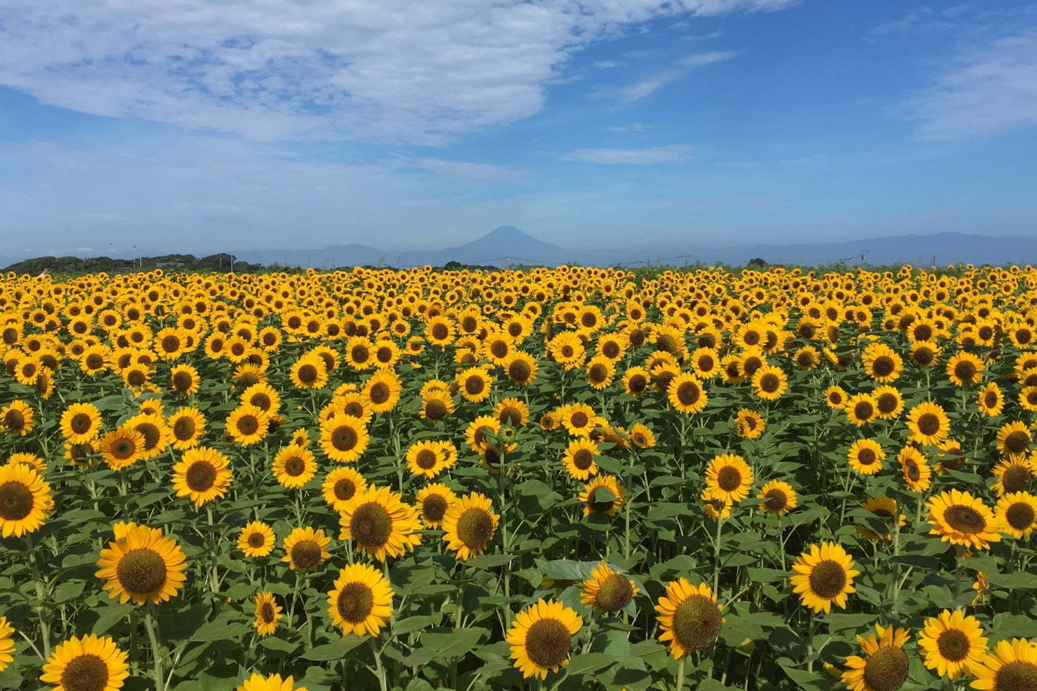長井海の手公園 ソレイユの丘