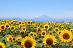 ヒマワリ約10万本が咲く花畑が横須賀・ソレイユの丘に、空と海に囲まれた絶景おでかけスポット｜写真3