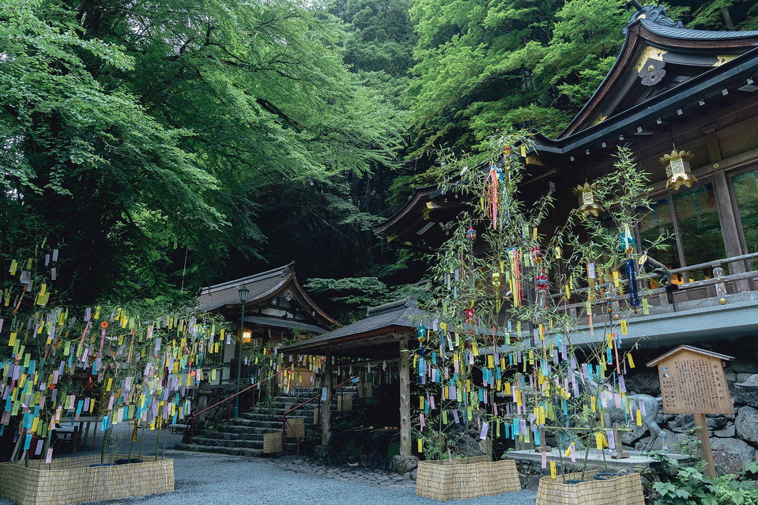 京都・貴船神社の「七夕笹飾り」色とりどりの短冊が境内に＆夜間はライトアップも｜写真2