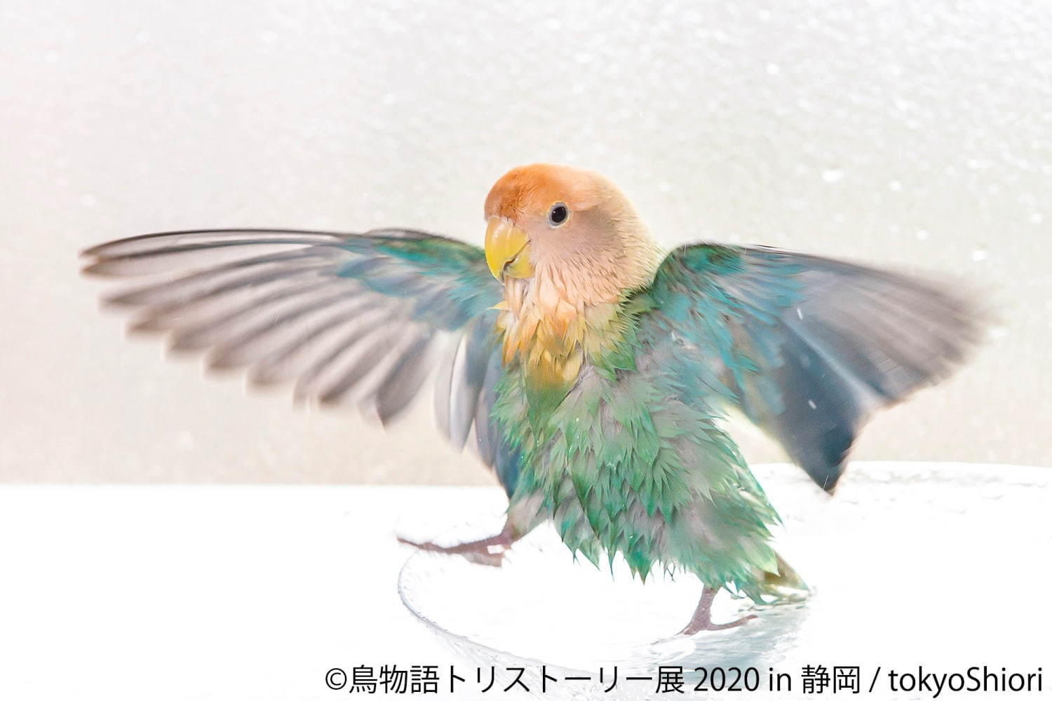 鳥物語トリストーリー展」静岡で、“世界一小さいあひる”など鳥の写真 ...