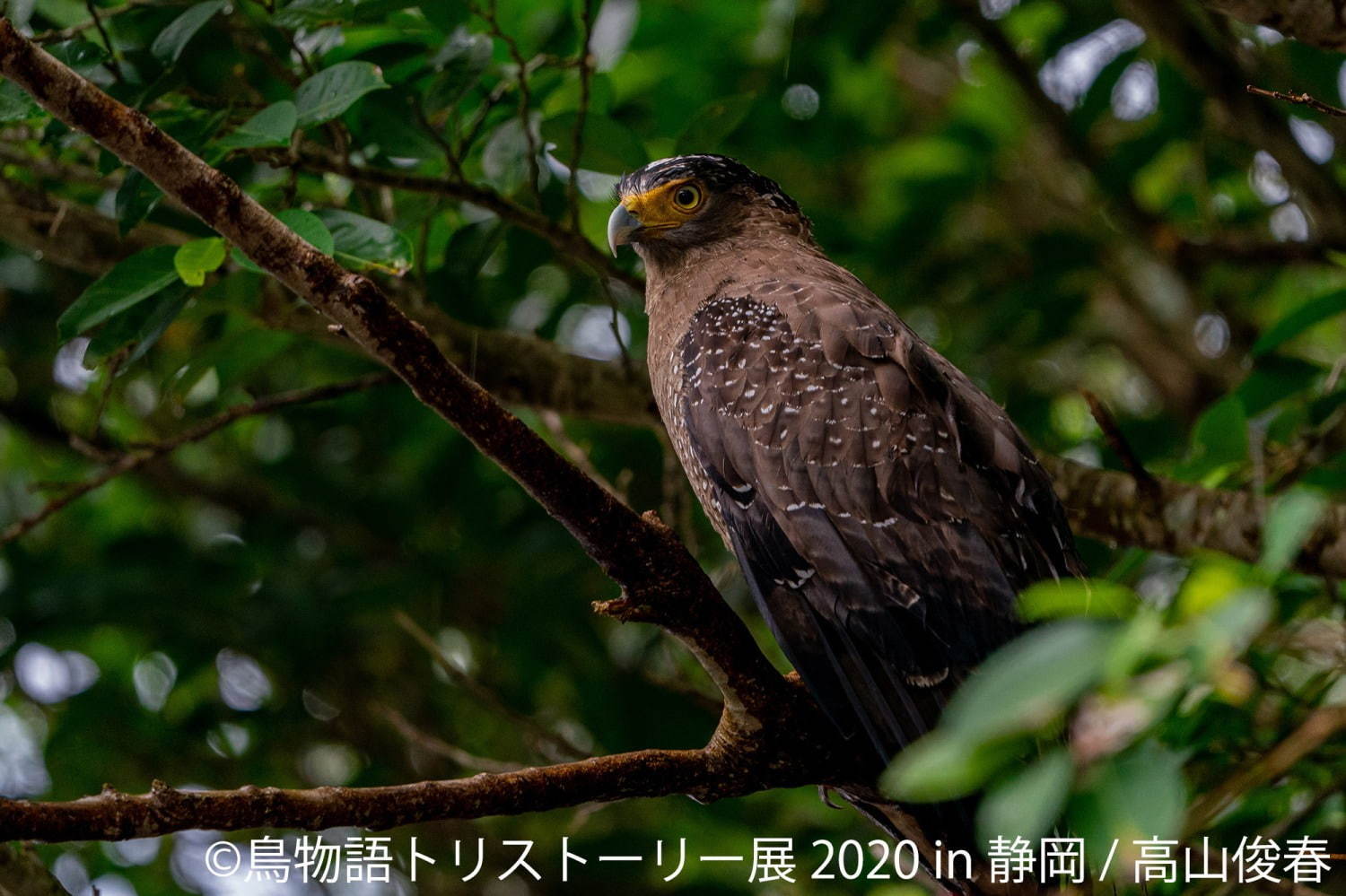 「鳥物語トリストーリー展」静岡で、“世界一小さいあひる”など鳥の写真＆ハンドメイドグッズが集結｜写真15