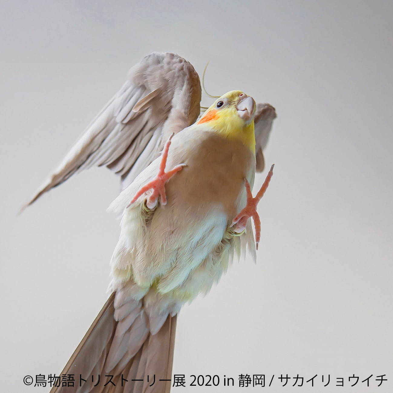 「鳥物語トリストーリー展」静岡で、“世界一小さいあひる”など鳥の写真＆ハンドメイドグッズが集結｜写真14