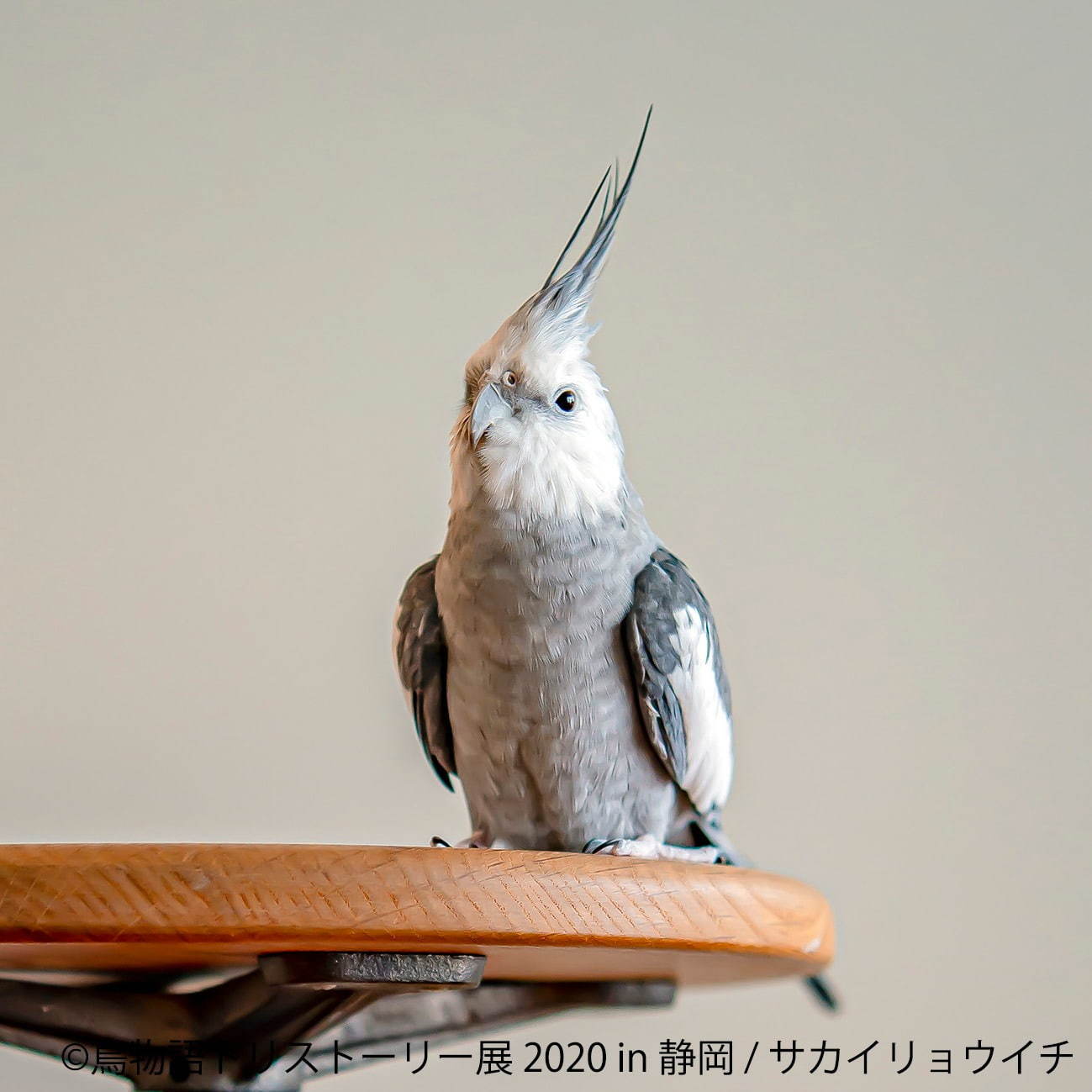 「鳥物語トリストーリー展」静岡で、“世界一小さいあひる”など鳥の写真＆ハンドメイドグッズが集結｜写真13