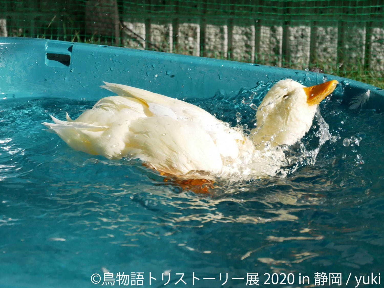 鳥物語トリストーリー展」静岡で、“世界一小さいあひる”など鳥の写真＆ハンドメイドグッズが集結 ファッションプレス