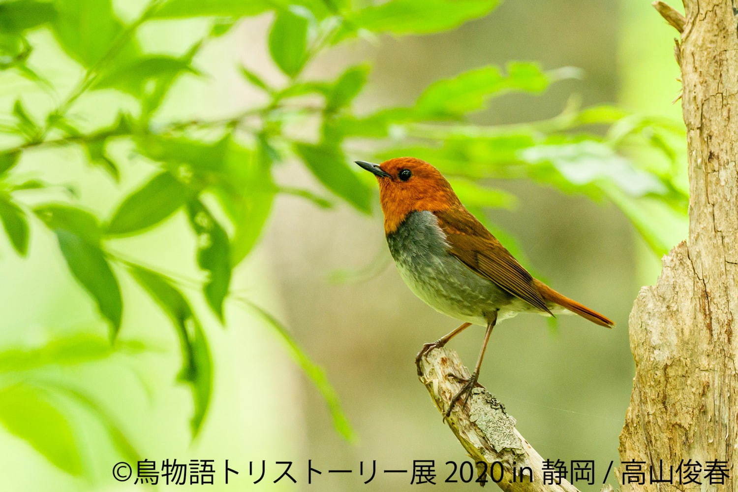 「鳥物語トリストーリー展」静岡で、“世界一小さいあひる”など鳥の写真＆ハンドメイドグッズが集結｜写真1