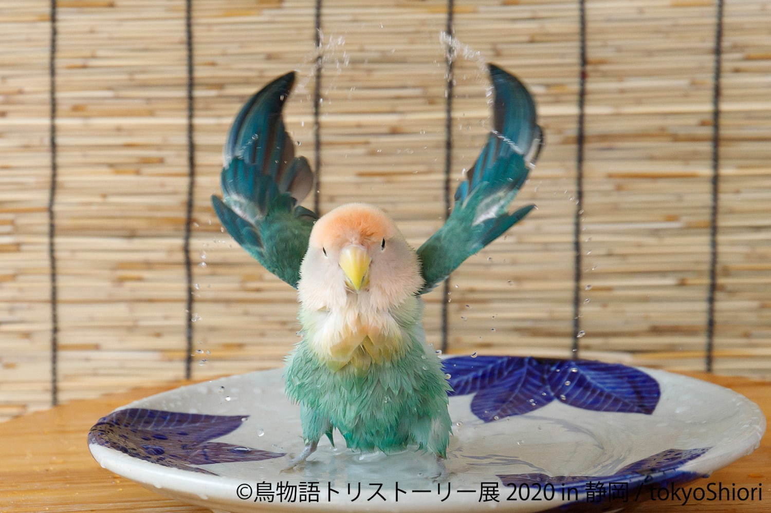 「鳥物語トリストーリー展」静岡で、“世界一小さいあひる”など鳥の写真＆ハンドメイドグッズが集結｜写真8
