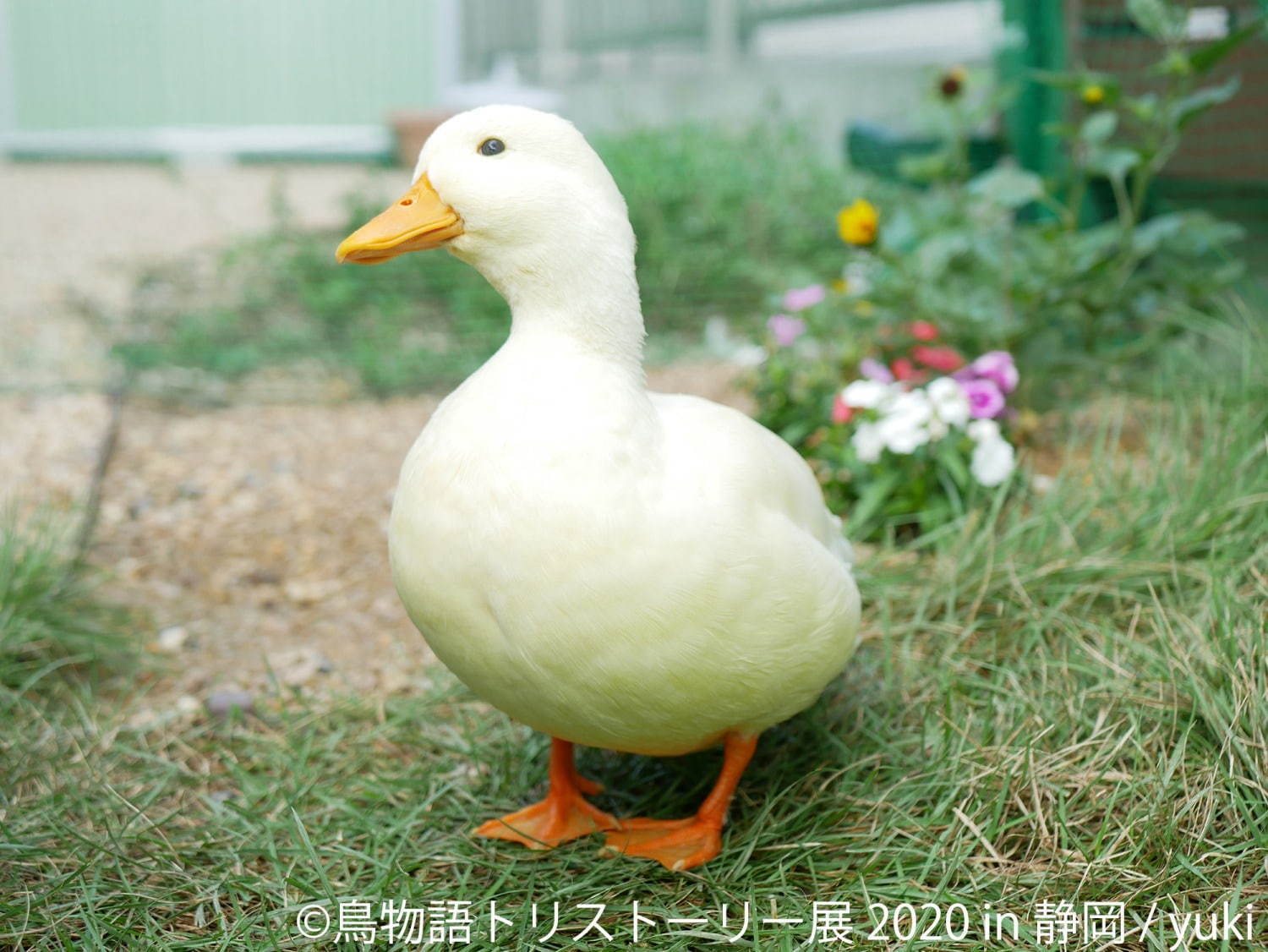 「鳥物語トリストーリー展」静岡で、“世界一小さいあひる”など鳥の写真＆ハンドメイドグッズが集結｜写真11