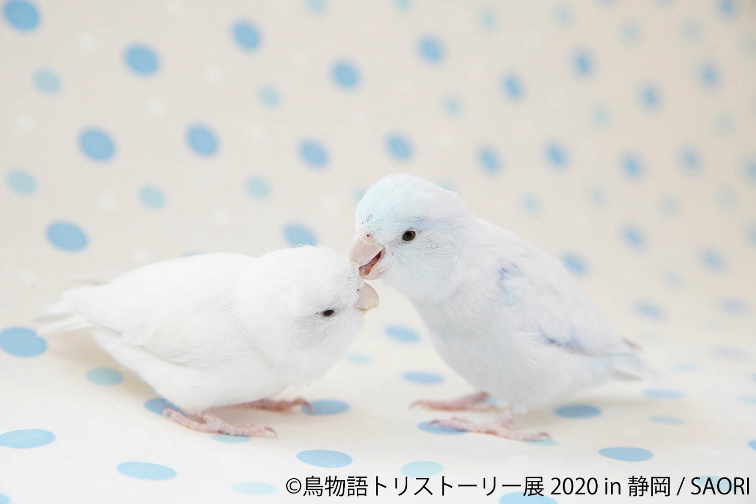 「鳥物語トリストーリー展」静岡で、“世界一小さいあひる”など鳥の写真＆ハンドメイドグッズが集結｜写真6