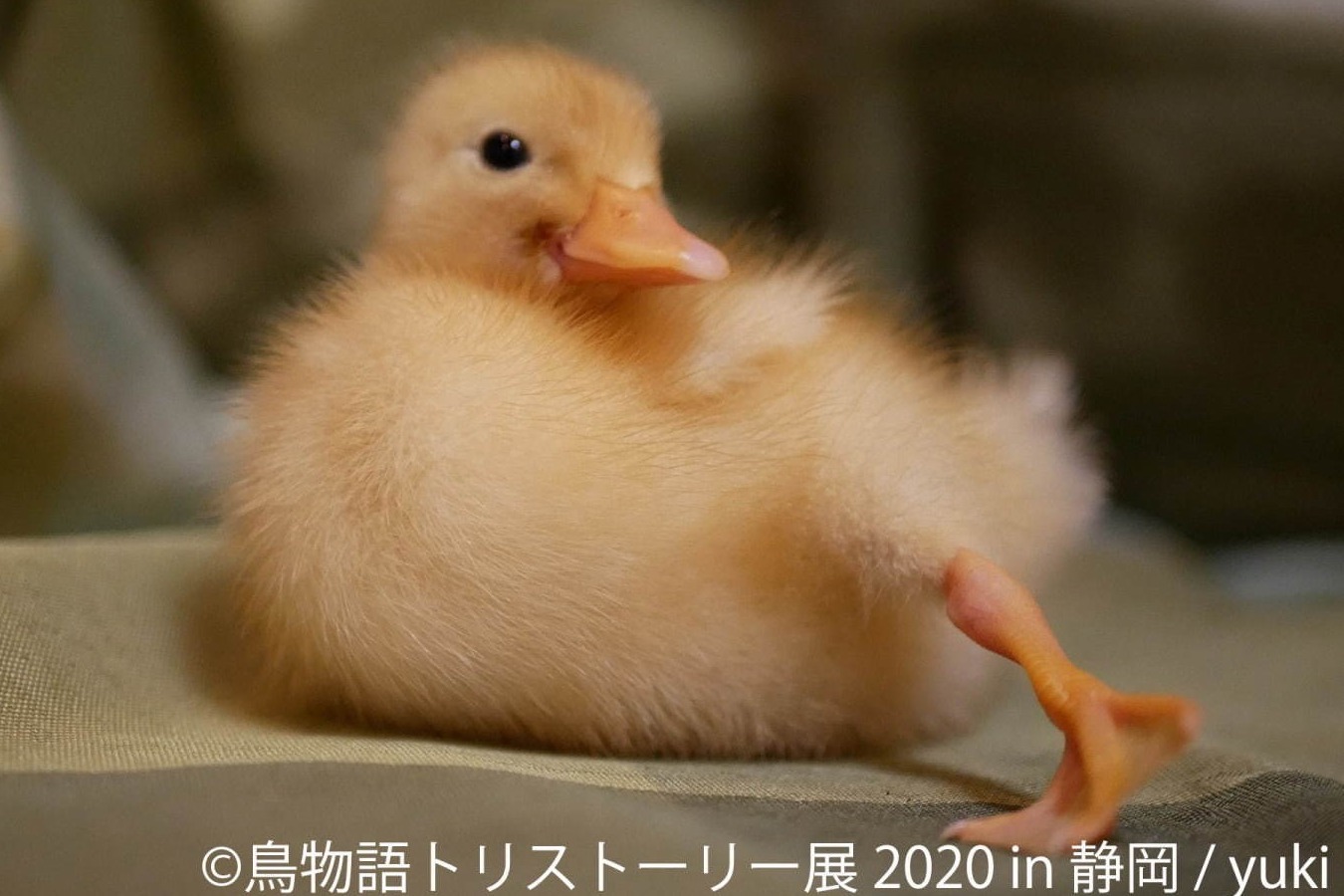 合同展｜「鳥物語トリストーリー展」静岡で、“世界一小さいあひる”など鳥の写真＆ハンドメイドグッズが集結