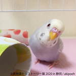 「鳥物語トリストーリー展」静岡で、“世界一小さいあひる”など鳥の写真＆ハンドメイドグッズが集結｜写真3