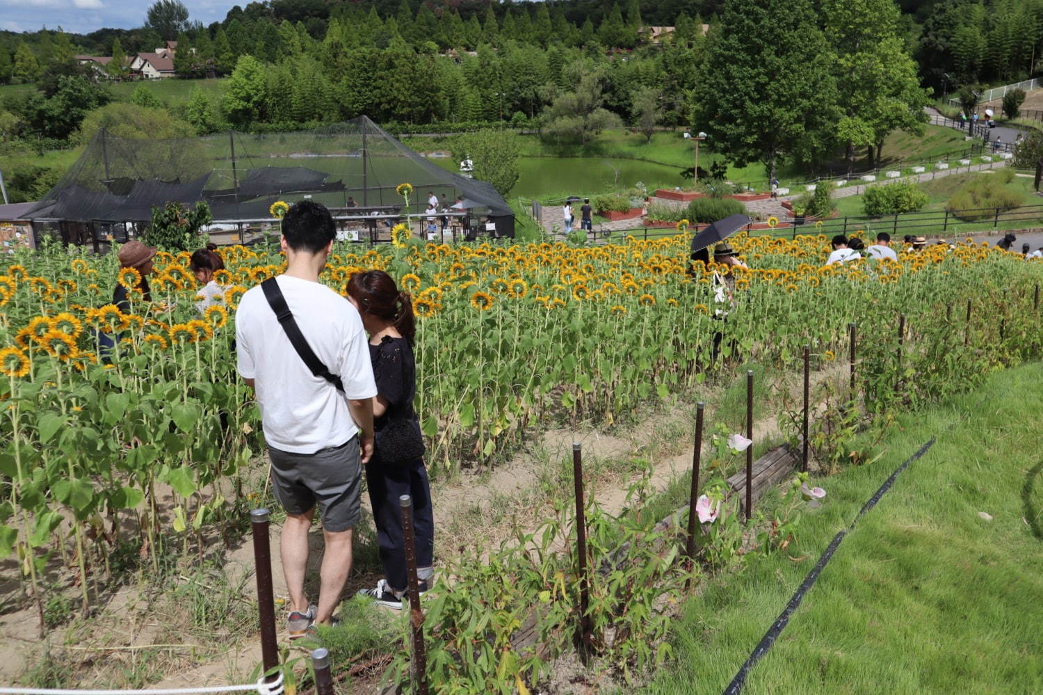 約8万本のひまわりが咲く「ひまわりフェスタ」大阪・堺で、花摘み体験やひまわりフード｜写真13
