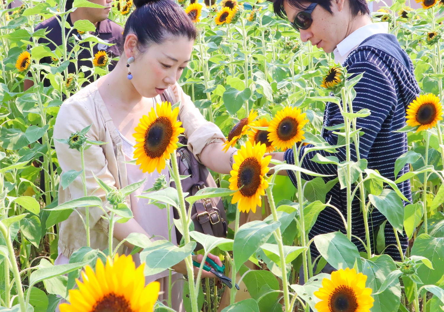 約8万本のひまわりが咲く「ひまわりフェスタ」大阪・堺で、花摘み体験やひまわりフード｜写真2