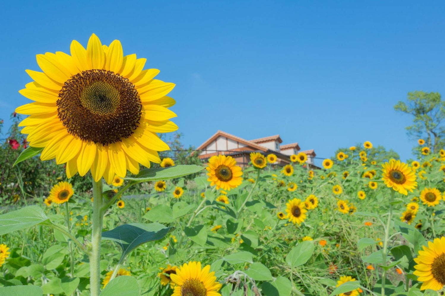 約8万本のひまわりが咲く ひまわりフェスタ 大阪 堺で 花摘み体験やひまわりフード ファッションプレス