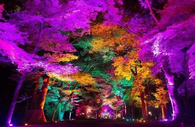 東所沢公園に「武蔵野樹林パーク」誕生、チームラボによる光×音×自然のアート常設展示｜写真4