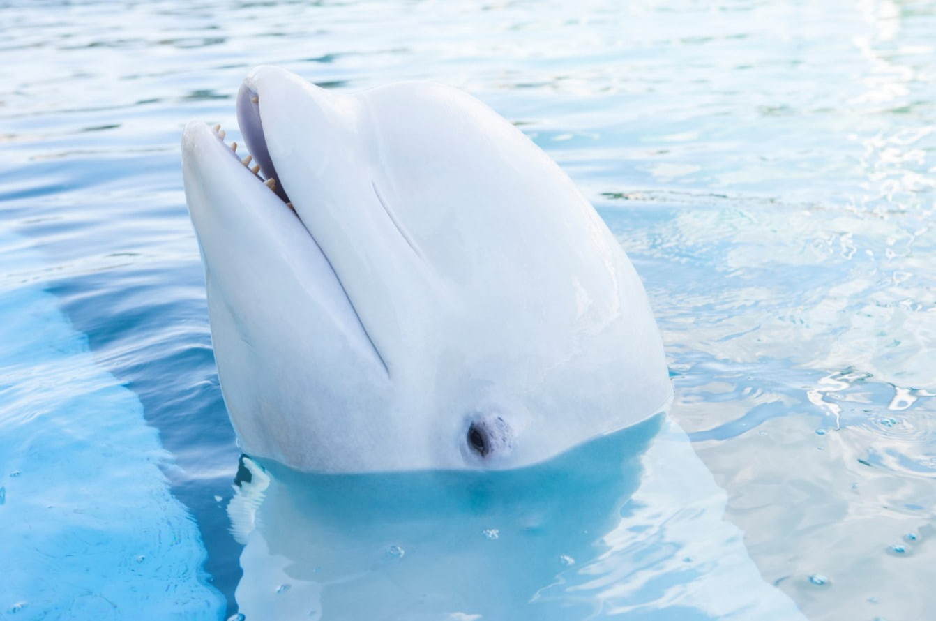 水族館｜横浜・八景島シーパラダイス夏イベント、映像・音・光の演出“ダイナミック”なイルカショー