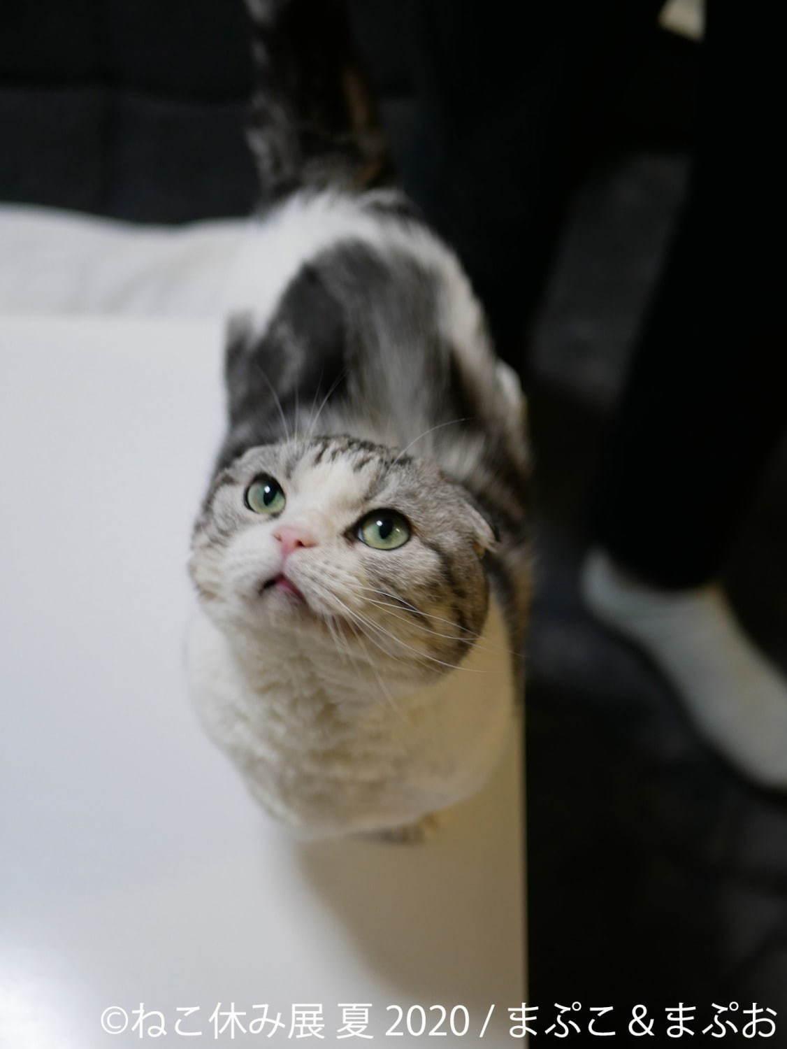 「ねこ休み展 夏 2020」東京・浅草橋で、新たな“スター猫”の作品展示が追加＆猫グッズも｜写真13