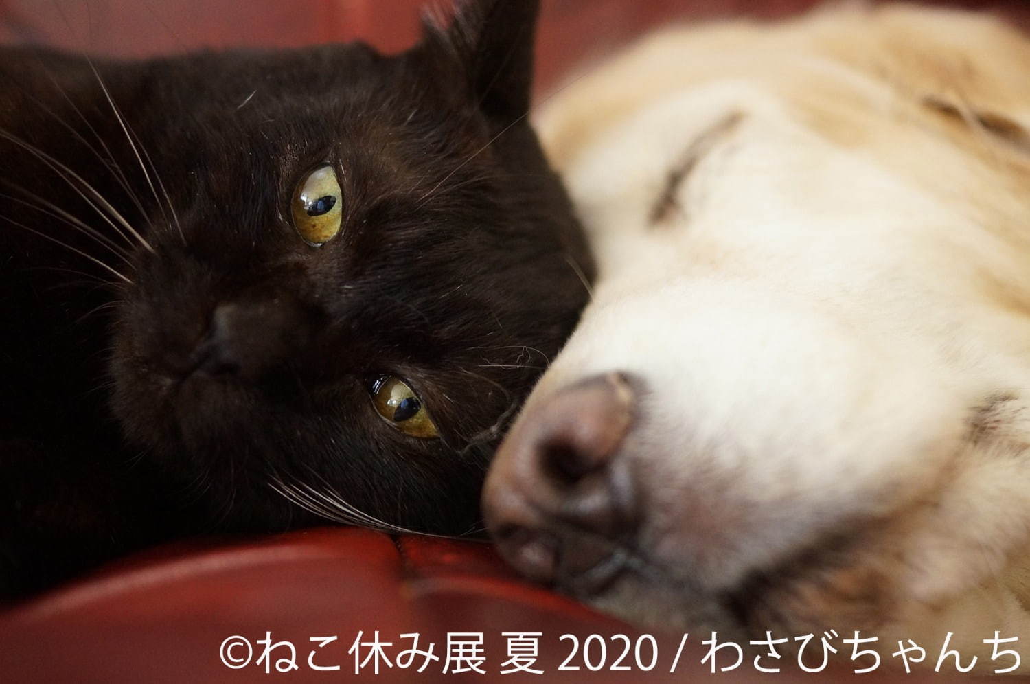 「ねこ休み展 夏 2020」東京・浅草橋で、新たな“スター猫”の作品展示が追加＆猫グッズも｜写真14