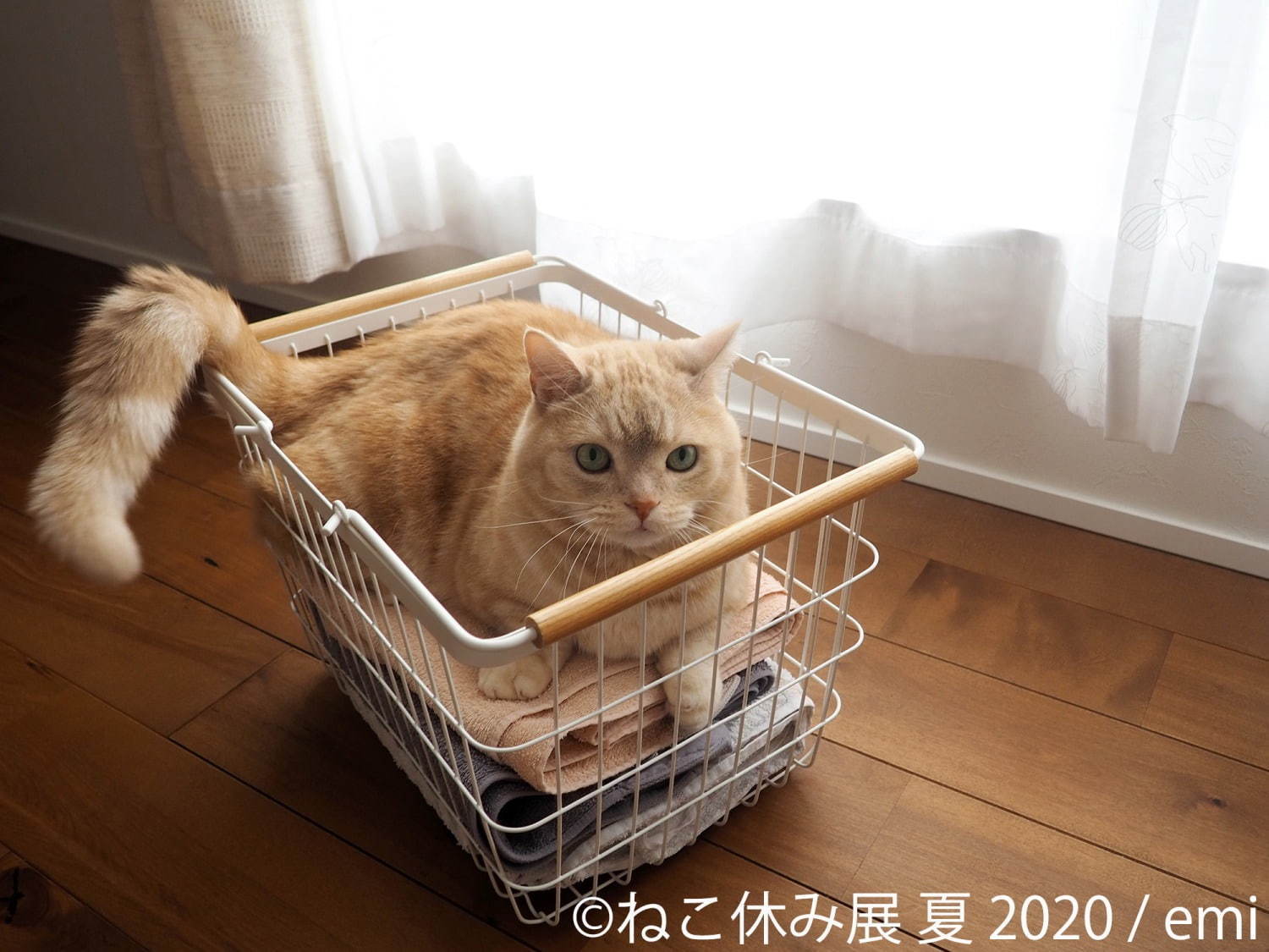 「ねこ休み展 夏 2020」東京・浅草橋で、新たな“スター猫”の作品展示が追加＆猫グッズも｜写真2