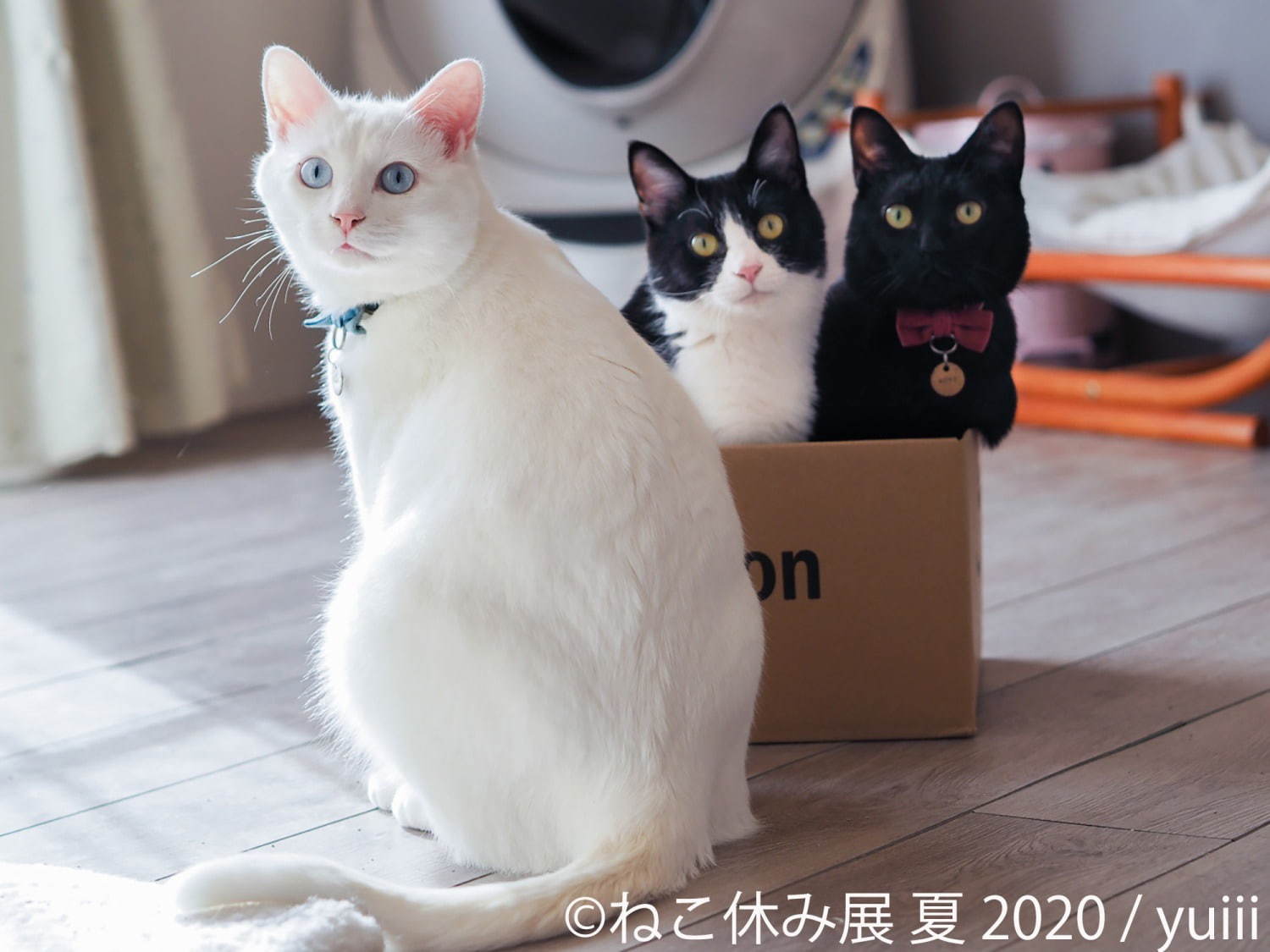 「ねこ休み展 夏 2020」東京・浅草橋で、新たな“スター猫”の作品展示が追加＆猫グッズも｜写真10