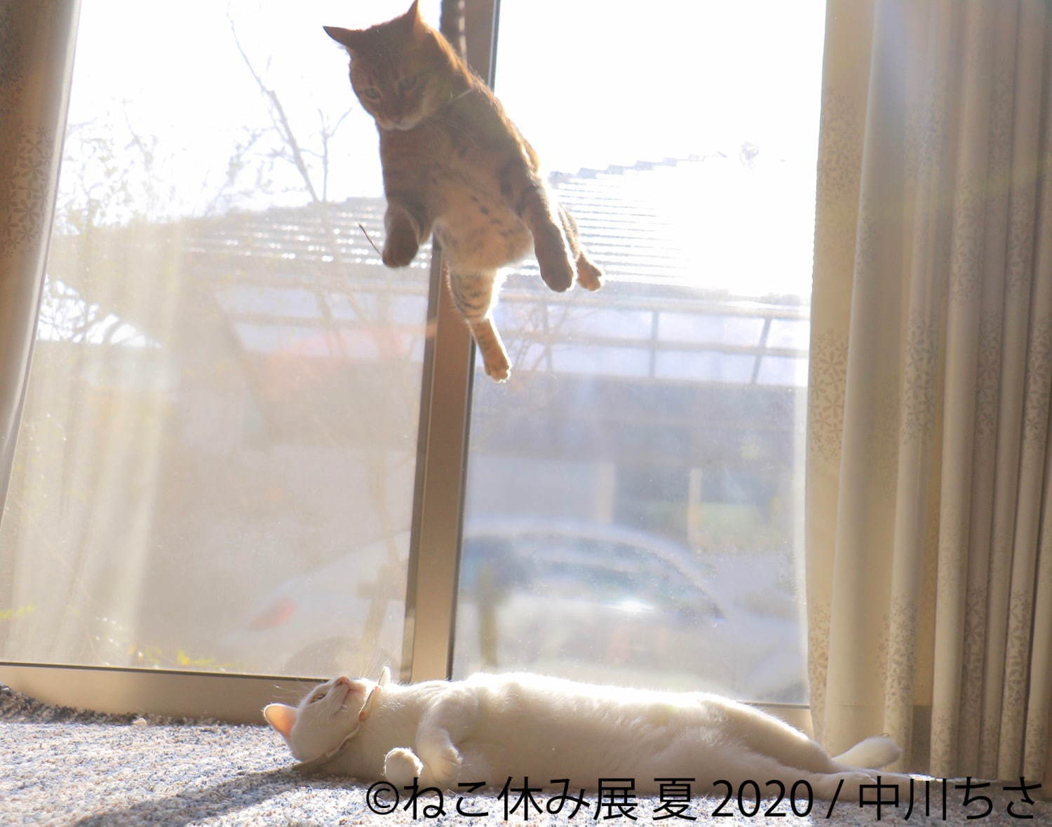 「ねこ休み展 夏 2020」東京・浅草橋で、新たな“スター猫”の作品展示が追加＆猫グッズも｜写真15