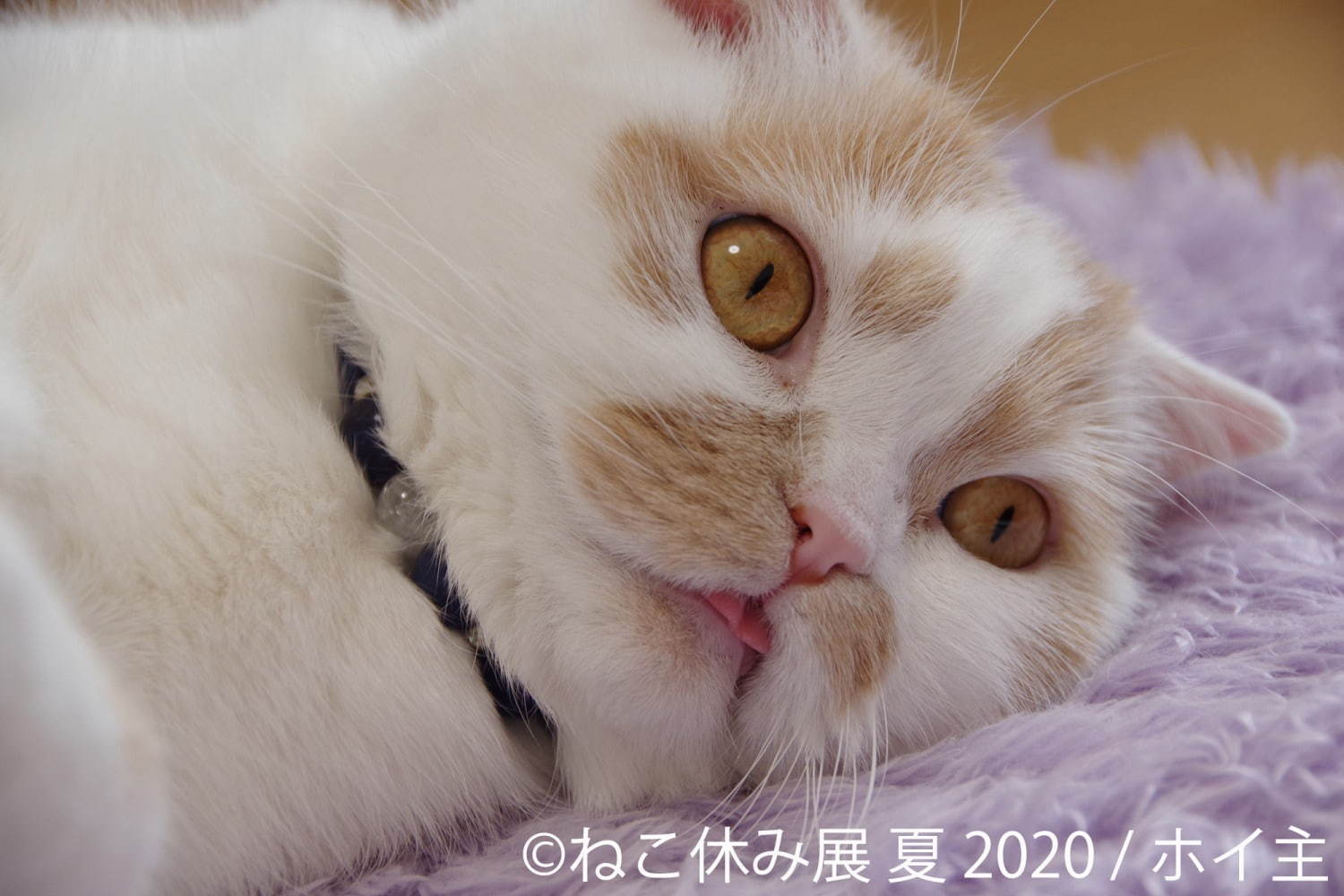 「ねこ休み展 夏 2020」東京・浅草橋で、新たな“スター猫”の作品展示が追加＆猫グッズも｜写真12