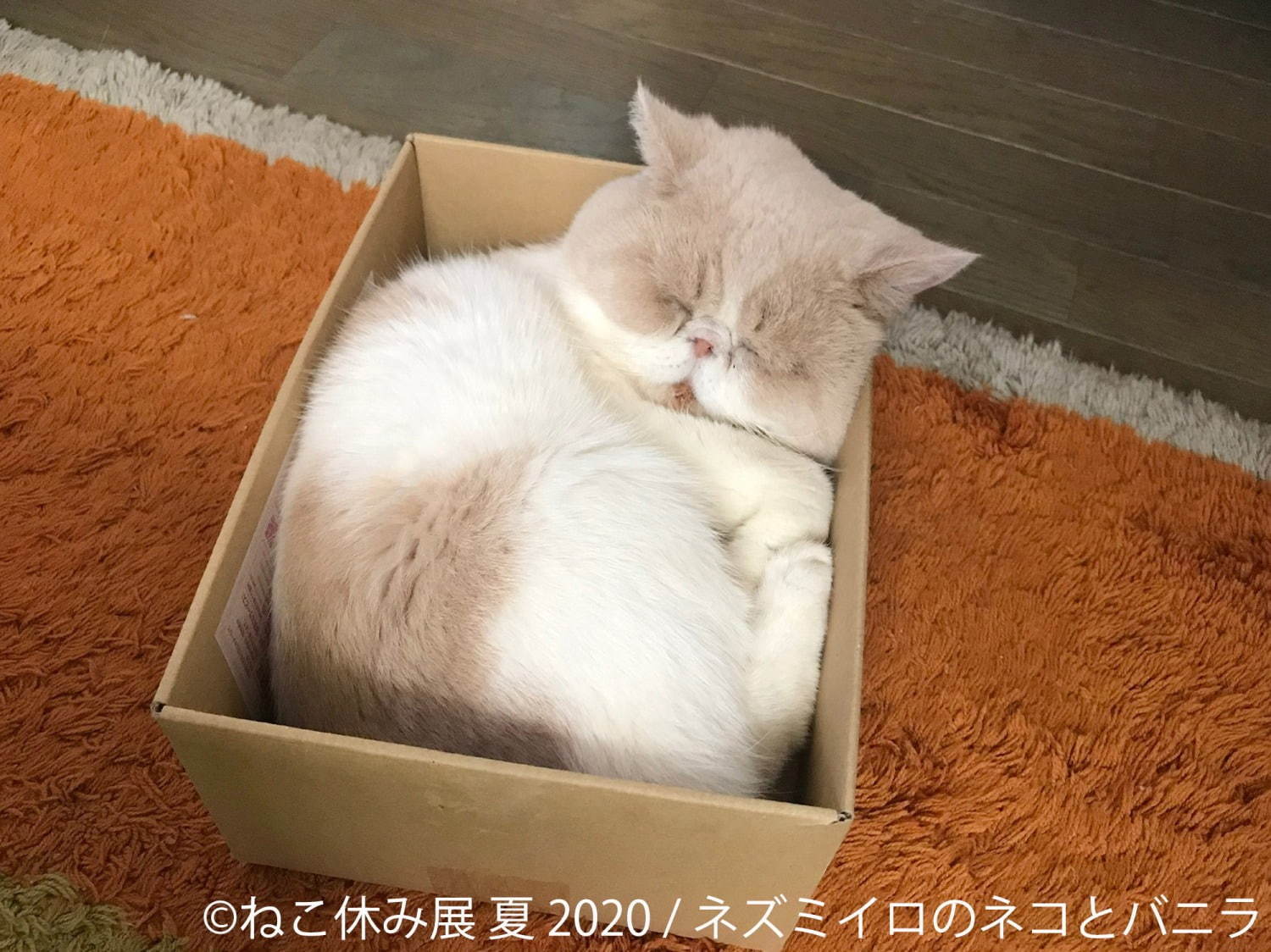 「ねこ休み展 夏 2020」東京・浅草橋で、新たな“スター猫”の作品展示が追加＆猫グッズも｜写真11