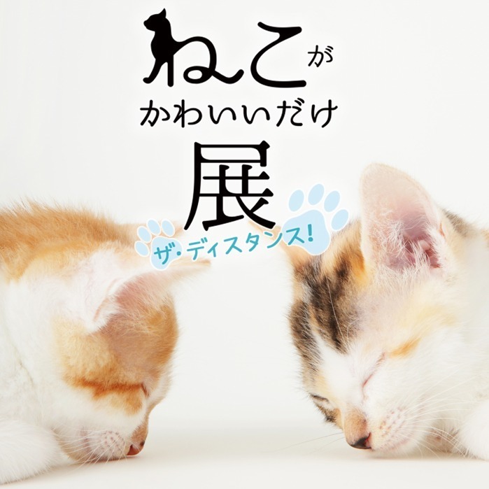 「ねこがかわいいだけ展」渋谷ヒカリエで、愛らしいネコ写真＆動画2,000点が集結｜写真2