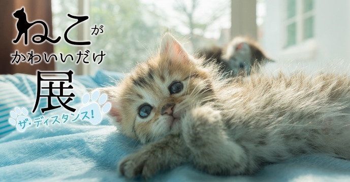 「ねこがかわいいだけ展」渋谷ヒカリエで、愛らしいネコ写真＆動画2,000点が集結｜写真1
