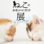 「ねこがかわいいだけ展」渋谷ヒカリエで、愛らしいネコ写真＆動画2,000点が集結｜写真2