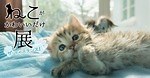 「ねこがかわいいだけ展」渋谷ヒカリエで、愛らしいネコ写真＆動画2,000点が集結｜写真1