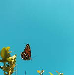 UZU新作リップ“ラベンダーピンク”パール入りクリアホログラムなど7色、自ら潤い続ける唇へ｜写真10