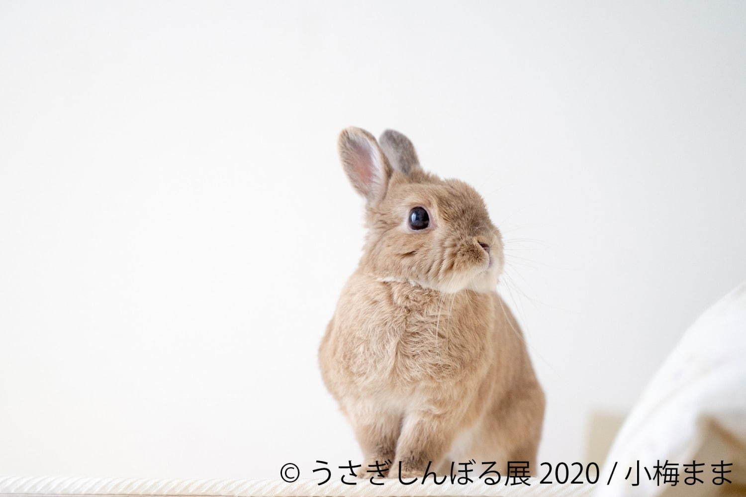 うさぎの合同写真展「うさぎしんぼる展」東京・名古屋で、過去最大規模の作品展示＆グッズ販売も｜写真9