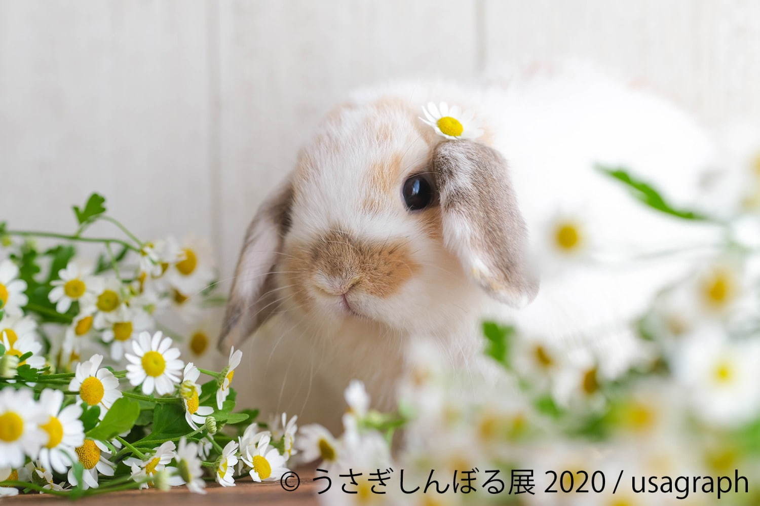 うさぎの合同写真展「うさぎしんぼる展」東京・名古屋で、過去最大規模の作品展示＆グッズ販売も｜写真6