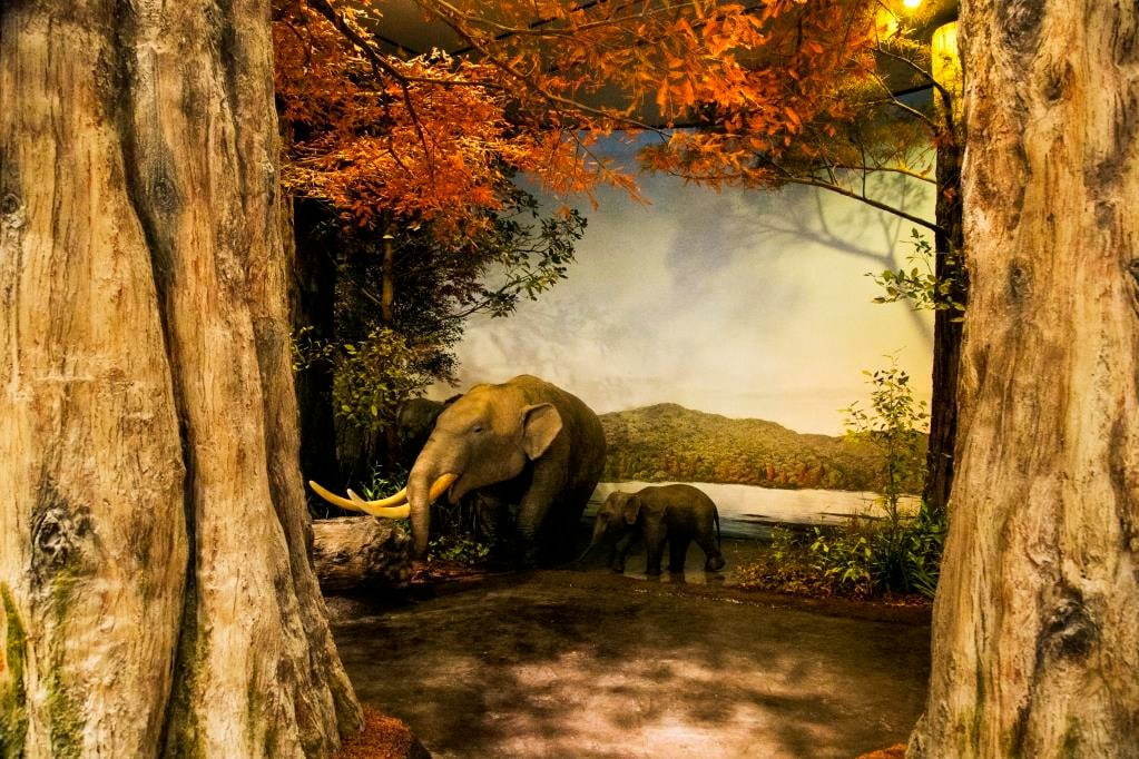 琵琶湖博物館がリニューアルオープン、400万年前の“琵琶湖と生き物”の変化を辿る新展示室など｜写真9